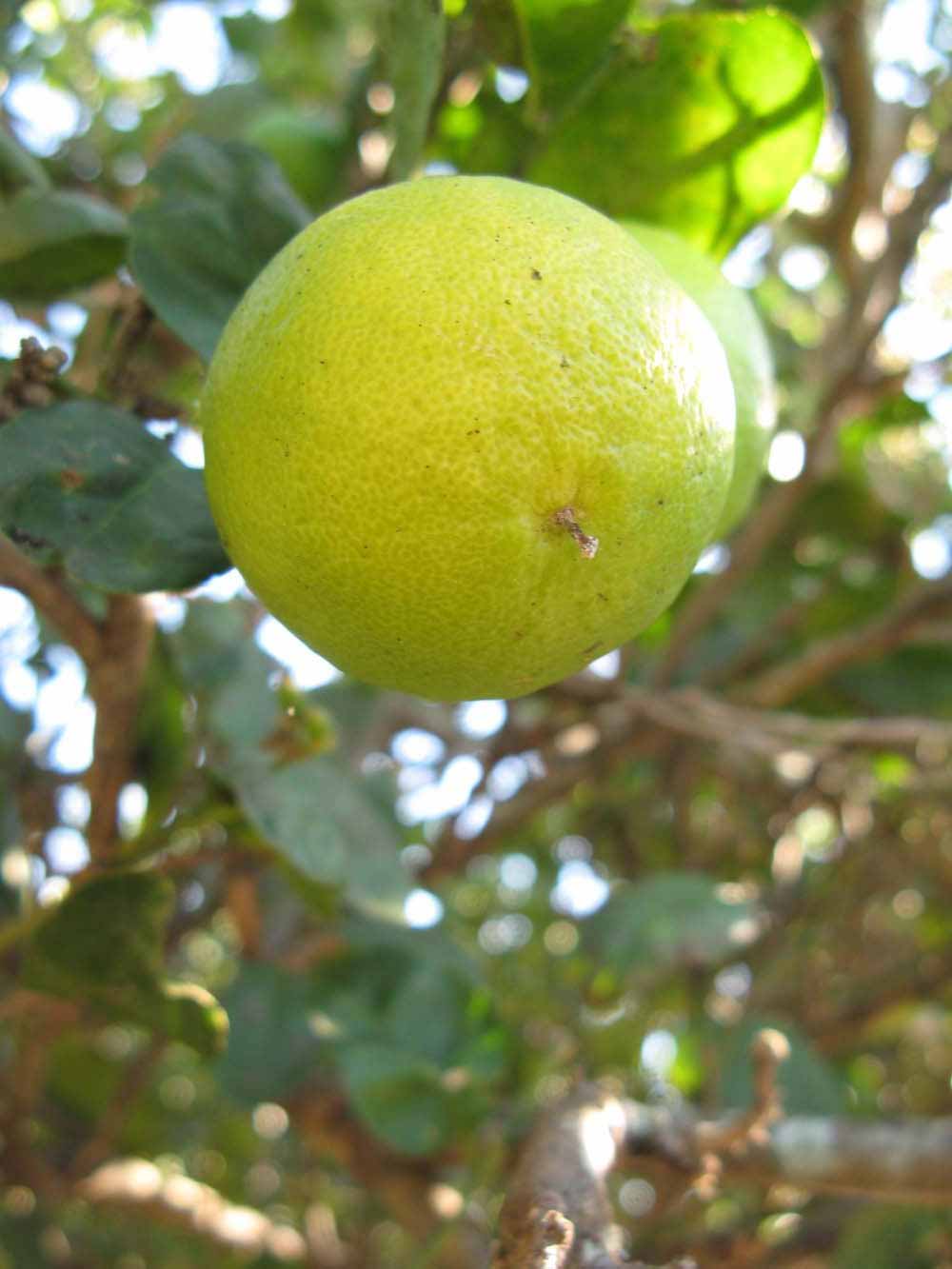            Fruit (Thornless Key lime, Winter Haven, FL)   